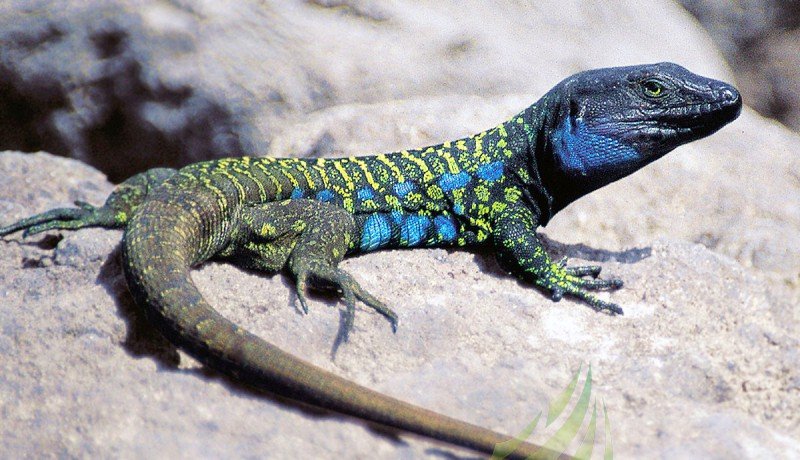 Lagarto tizón Lagarto tizón Imagen